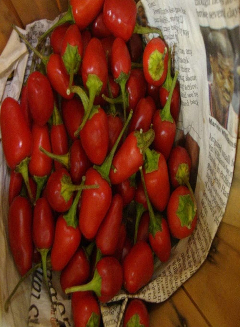 GGOOT Numex Bailey Chilli - Capsicum annuum Vegetable Seeds, Home Garden Planting by Heavy Torch, 60 Seeds - Image 2