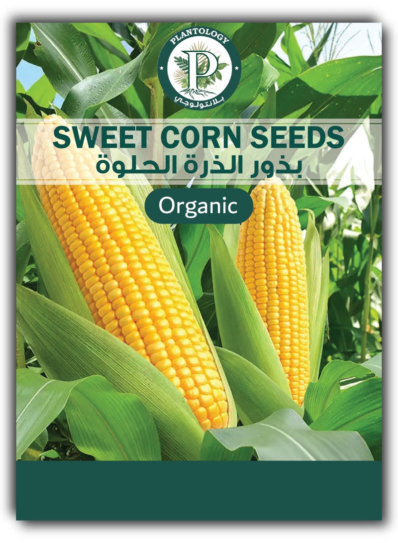 بذور الذرة الحلوة للزراعة – بذور الذرة