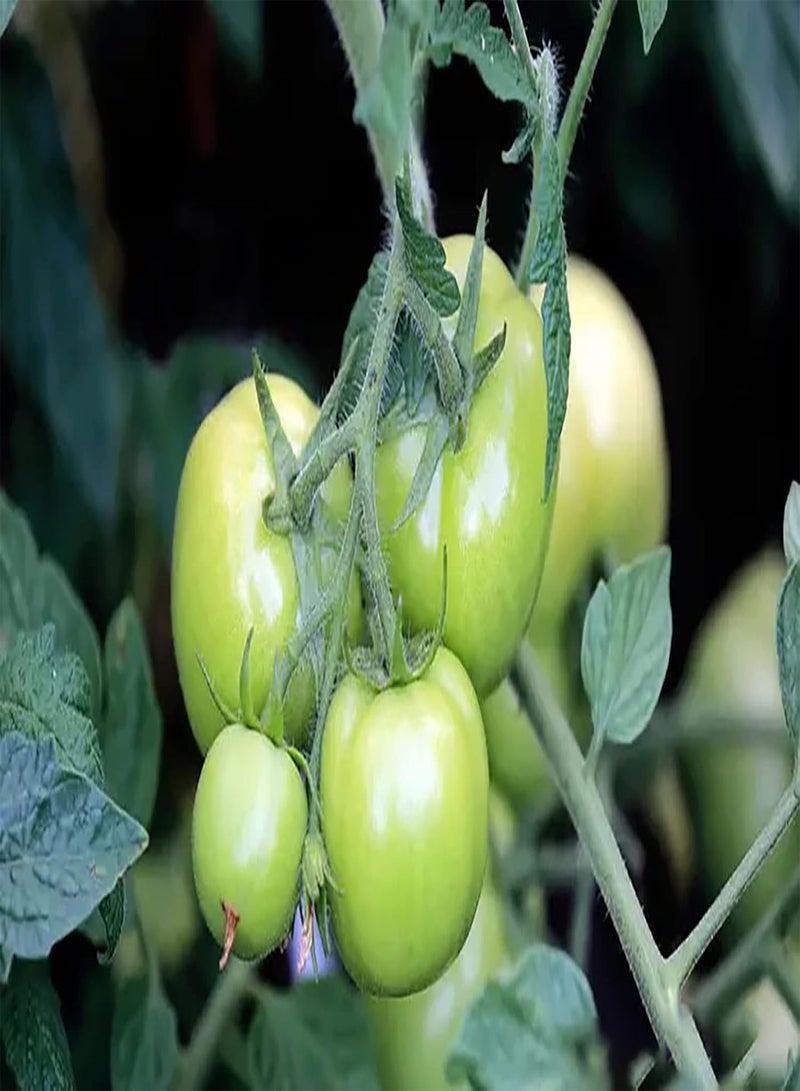 جي جوت 100 قطعة من الطماطم الخضراء ستوفر لك طعامًا إضافيًا من أجل حديقة منزلية مختارة، قم بفرزها في منتجع صحي وأرضي - Image 2