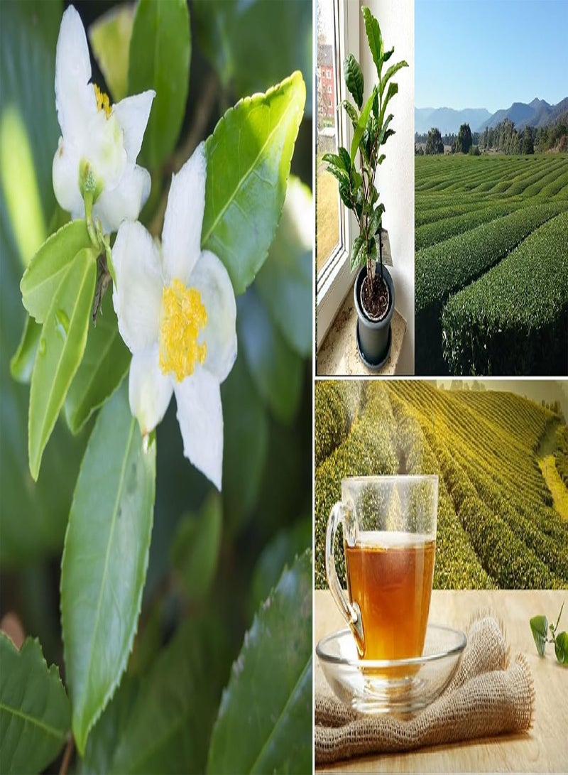 GGOOT Camellia Sinensis Darjeeling" Grow Your Own Tea 5 Seeds - Image 1