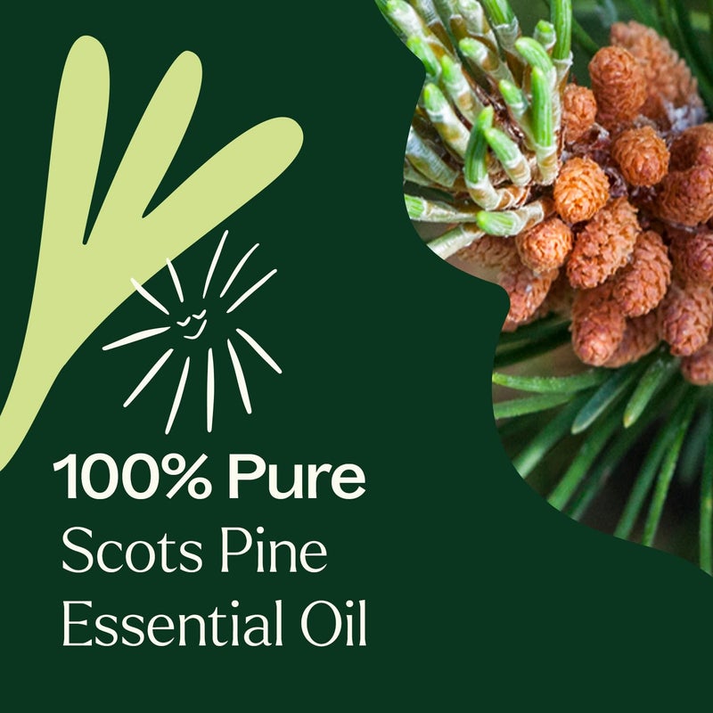 Plant Therapy Scots Pine Essential Oil 10 mL (1/3 oz) 100% Pure, Undiluted, Therapeutic Grade - Image 5