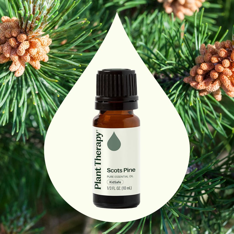 Plant Therapy Scots Pine Essential Oil 10 mL (1/3 oz) 100% Pure, Undiluted, Therapeutic Grade - Image 3