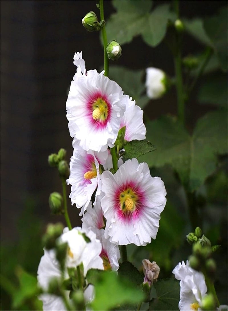 GGOOT Hollyhock Seeds/Potted Garden Plants/Absolutely Beautiful Flower Seed/Aromatic Plants/Beautify The Environment/Provoked Envy of Neighbors/Enjoy Fun of Planting-300 PCS - Image 1