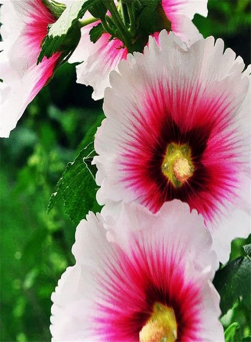 GGOOT Hollyhock Seeds/Potted Garden Plants/Absolutely Beautiful Flower Seed/Aromatic Plants/Beautify The Environment/Provoked Envy of Neighbors/Enjoy Fun of Planting-300 PCS - Image 2