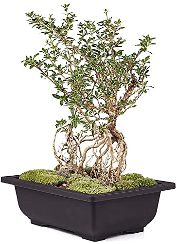 SHOPATHON INDIA Black Rectangle Shallow Premium Plastic Bonsai Species Tree Plantation Pot for Dwarf Umbrella Ficus Adenium Jade Maple Snow Rose Plants - 12 Inch 3 Pots - Image 5