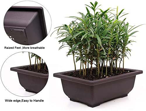 SHOPATHON INDIA Black Rectangle Shallow Premium Plastic Bonsai Species Tree Plantation Pot for Dwarf Umbrella Ficus Adenium Jade Maple Snow Rose Plants - 12 Inch 3 Pots - Image 4