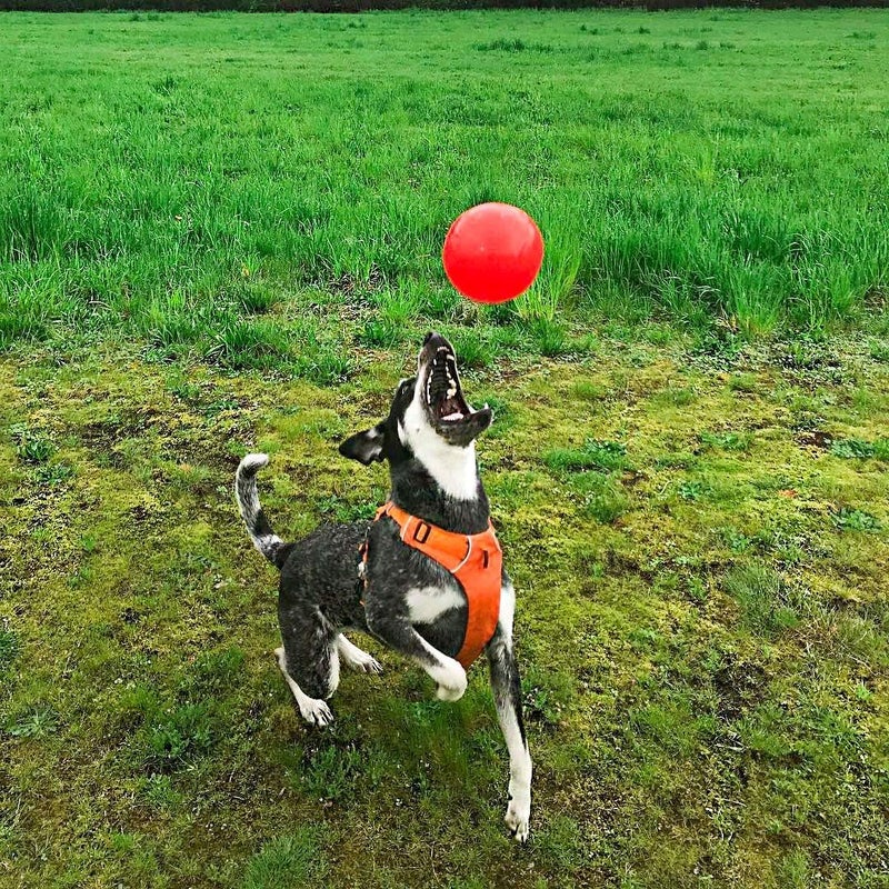 Jolly Pets Bounce-n-Play Dog Toy Ball, Orange, 4.5 Inches/Small, Model Number: 2545 OR - Image 3