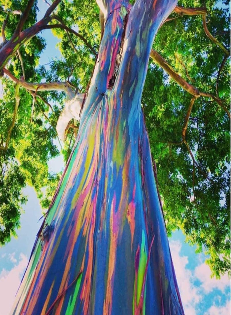 GGOOT 200Pcs Eucalyptus Seeds Strong Adaptability to Planting Easy to Care Suitable for Beginners Rainbow Eucalyptus Rare Species Indoor Planting All Year Round - Image 2