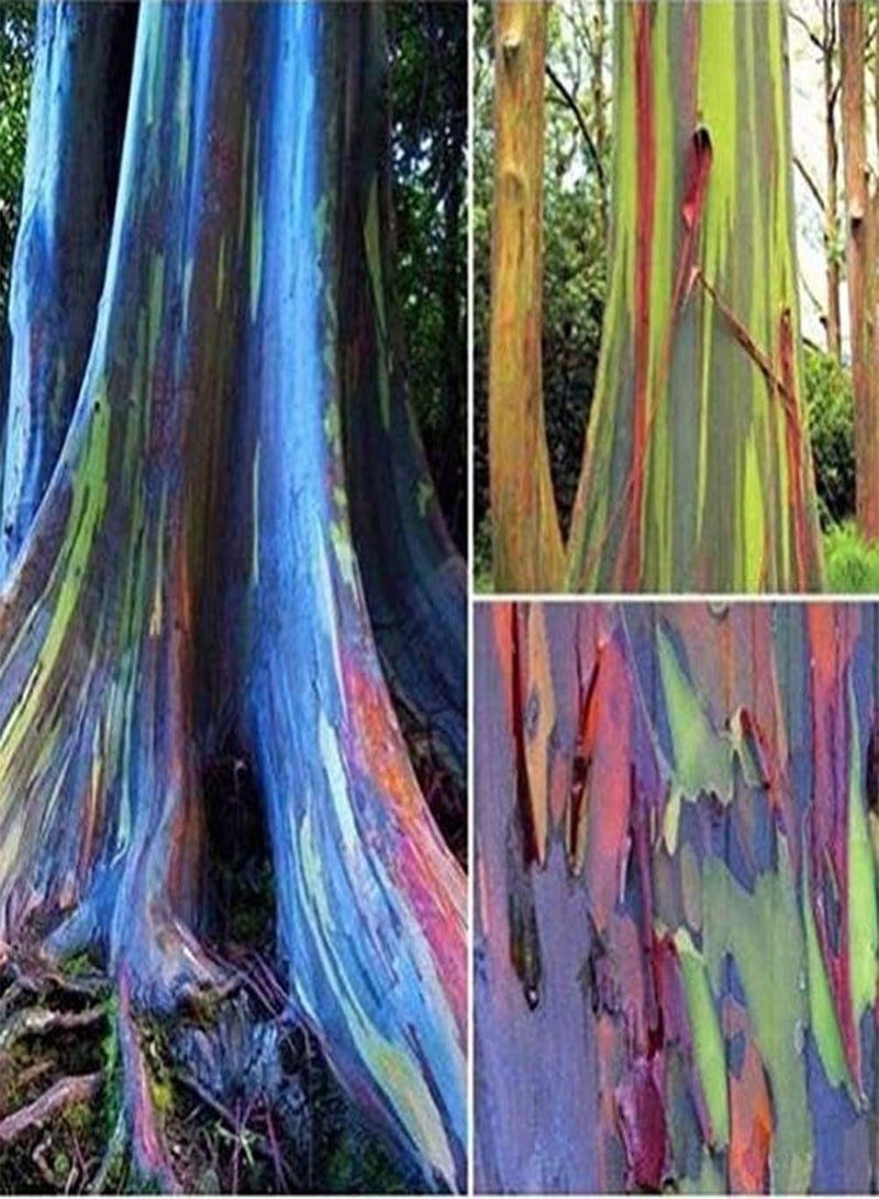 GGOOT 200Pcs Eucalyptus Seeds Strong Adaptability to Planting Easy to Care Suitable for Beginners Rainbow Eucalyptus Rare Species Indoor Planting All Year Round - Image 1
