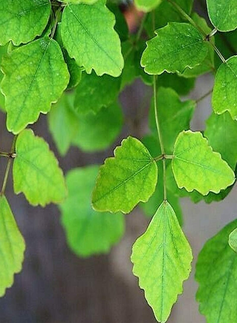 GGOOT Plant Seed 50Pcs/Bag Akebia Trifoliata Seeds Eco-Friendly Ornamental Red-Brown Flowers Exotic Chocolate Vine Seedlings for Balcony - Seed - Image 5