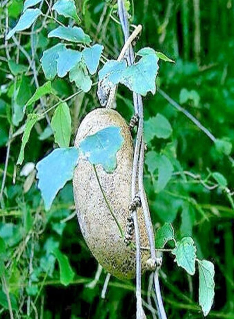 GGOOT Plant Seed 50Pcs/Bag Akebia Trifoliata Seeds Eco-Friendly Ornamental Red-Brown Flowers Exotic Chocolate Vine Seedlings for Balcony - Seed - Image 3