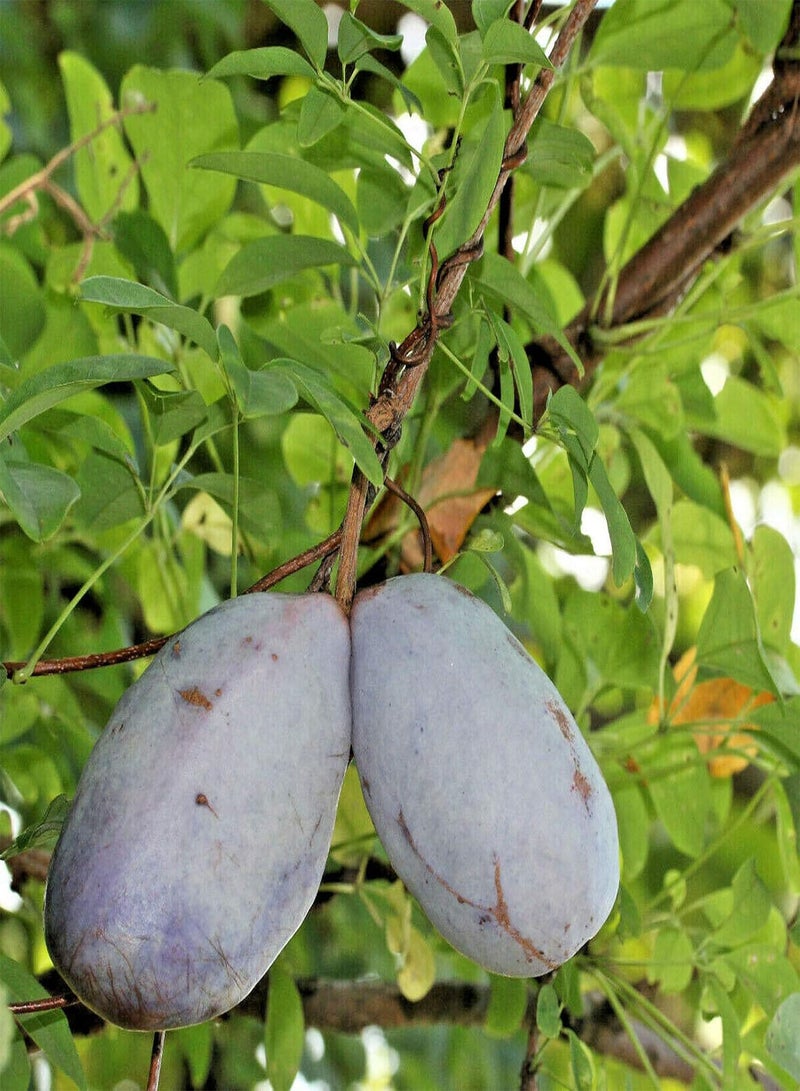 GGOOT Plant Seed 50Pcs/Bag Akebia Trifoliata Seeds Eco-Friendly Ornamental Red-Brown Flowers Exotic Chocolate Vine Seedlings for Balcony - Seed - Image 2