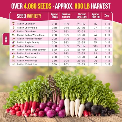 Organo Republic 12 Radish Seeds Variety Pack for Indoor & Outdoors 2400+ Heirloom Non-GMO Radish Garden Seeds: Daikon, Cherry Belle, French, Breakfast, Champion, Purple, Watermelon Radishes Seeds - Image 4
