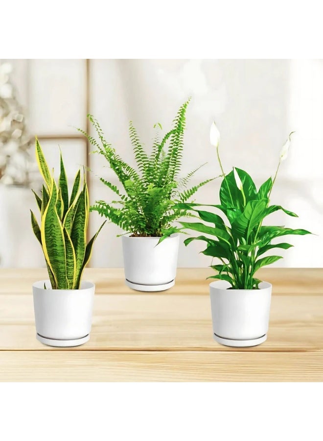 Air Purifying Plants Premium Bundle in White Decorative Pots  Indoor Houseplants Gift Set Natural Air Cleaner Plants  Low Maintenance Home & Office Green Décor