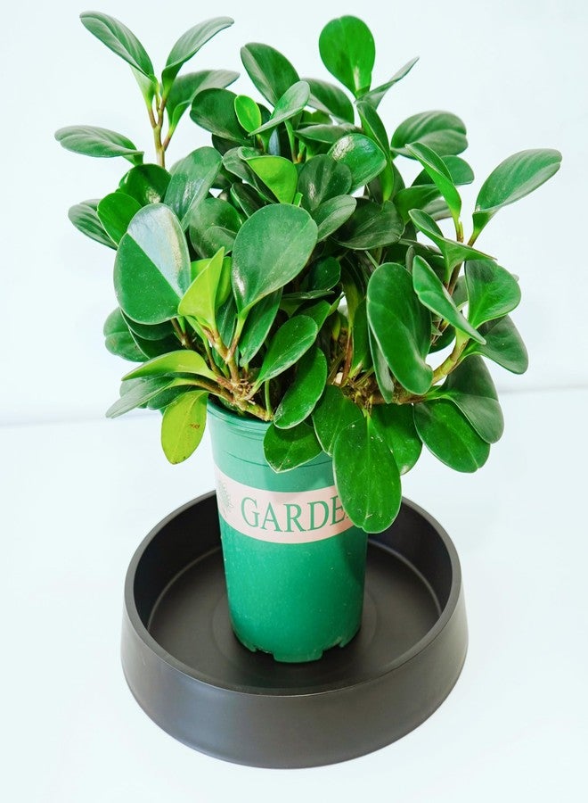 Bleuhome Plant Saucer Plant Saucers for Indoors, Plant-Saucers - Image 5