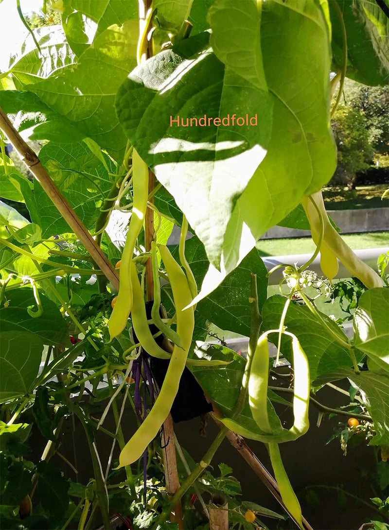 GGOOT Golden Gate Climbing Pole Bean 30 Vegetable Seeds - Non-GMO Romano Yellow Snap Bean, Shipped in Canada  - Image 3