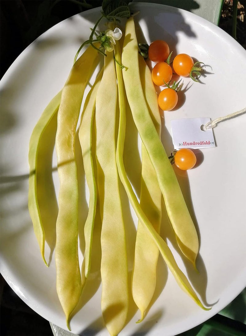 GGOOT Golden Gate Climbing Pole Bean 30 Vegetable Seeds - Non-GMO Romano Yellow Snap Bean, Shipped in Canada  - Image 1