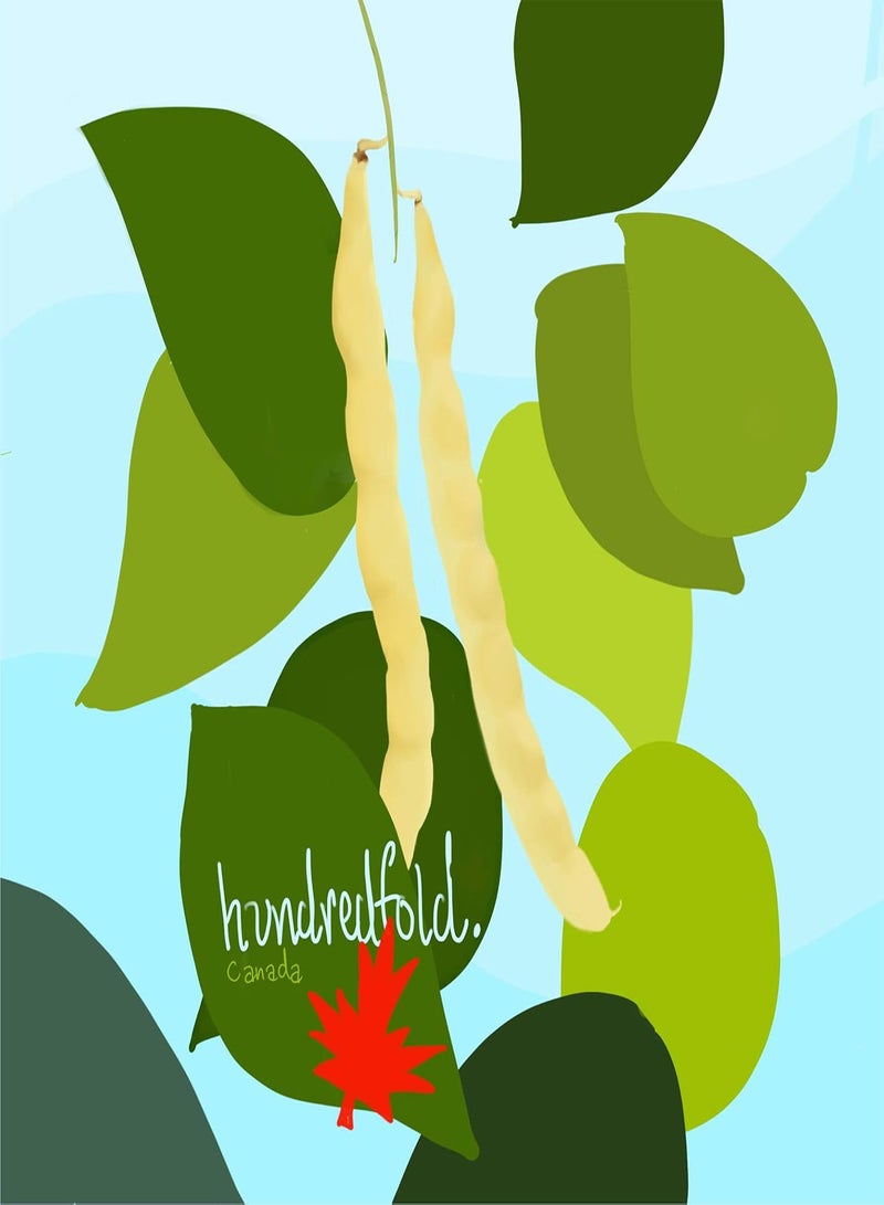 GGOOT Golden Gate Climbing Pole Bean 30 Vegetable Seeds - Non-GMO Romano Yellow Snap Bean, Shipped in Canada  - Image 5