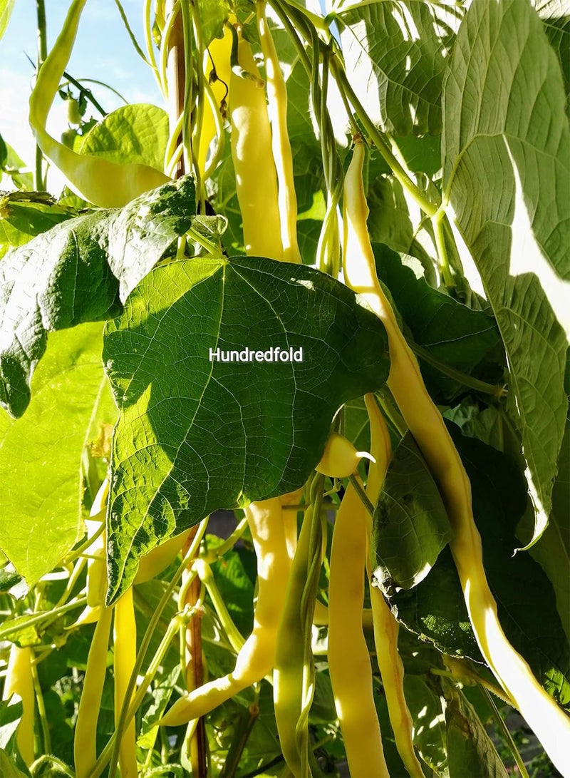 GGOOT Golden Gate Climbing Pole Bean 30 Vegetable Seeds - Non-GMO Romano Yellow Snap Bean, Shipped in Canada  - Image 2