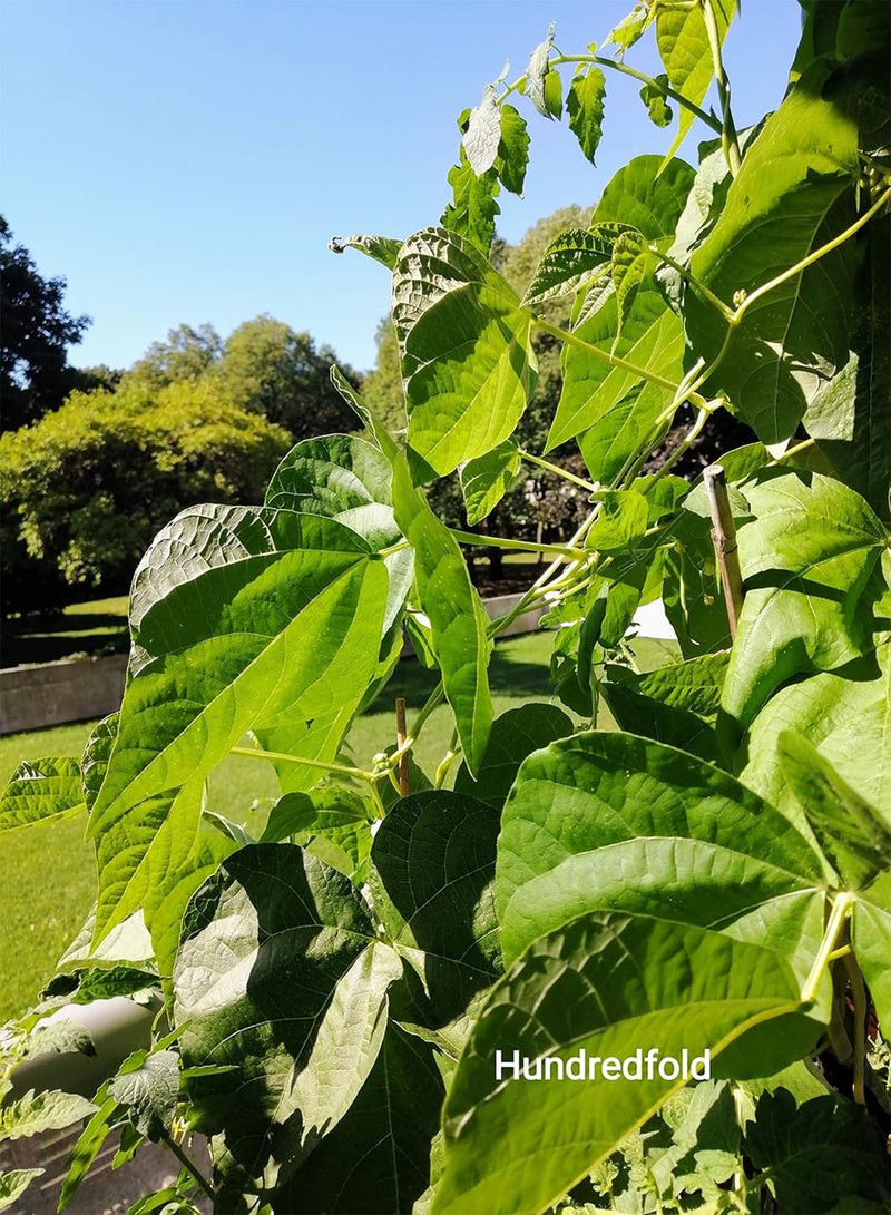 GGOOT Golden Gate Climbing Pole Bean 30 Vegetable Seeds - Non-GMO Romano Yellow Snap Bean, Shipped in Canada  - Image 4