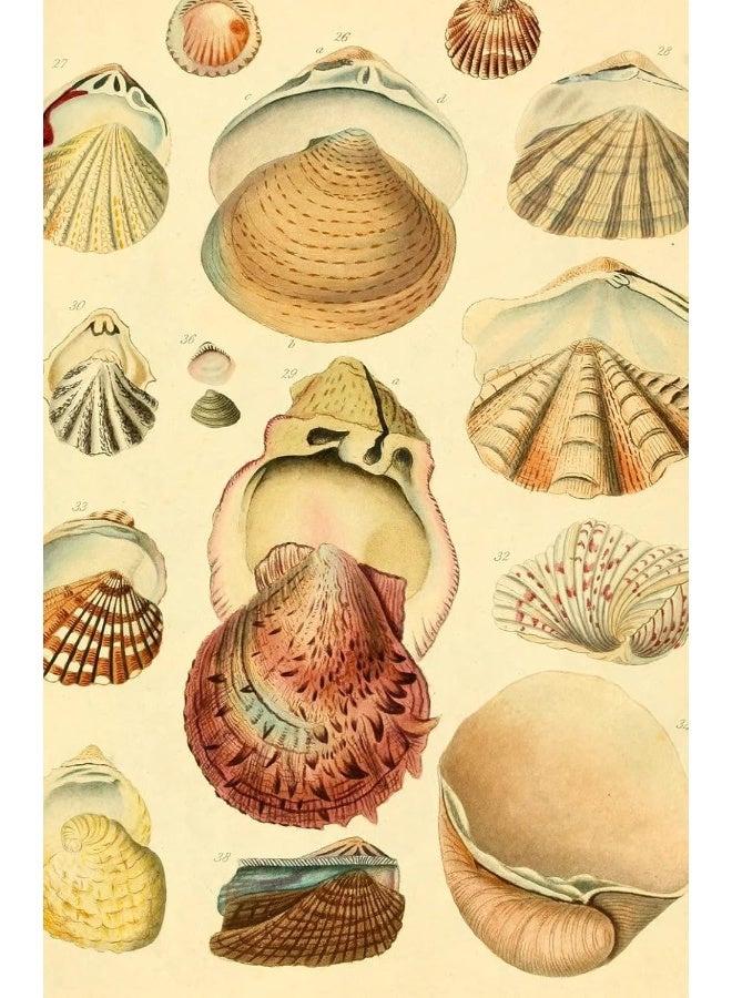 Beachcomber (Blank Lined Journal) 