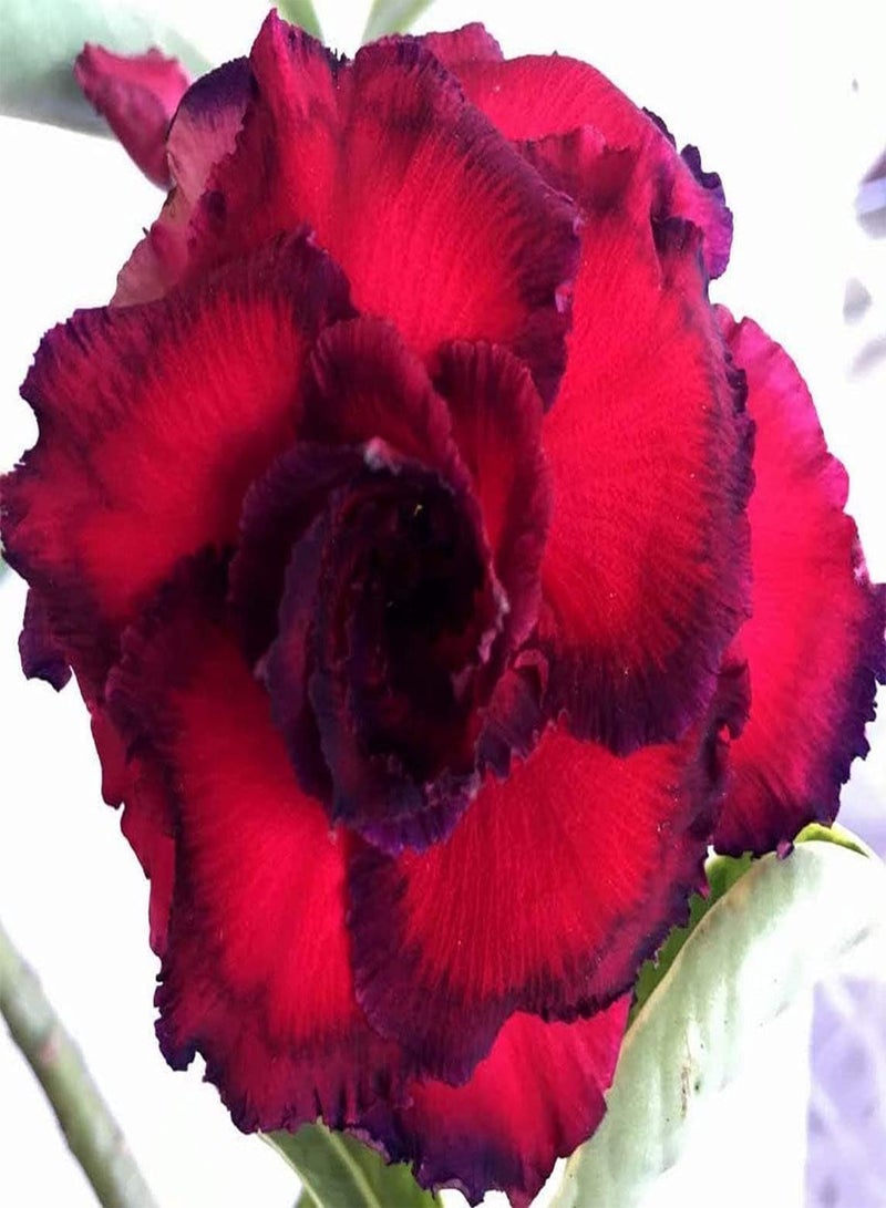 GGOOT 10Pcs Mixed Desert Rose Seeds Fragrant Petals Bright Eye-catching Exotic Rare Adenium Obesum Seeds for Garden Terrace Planting - Image 3