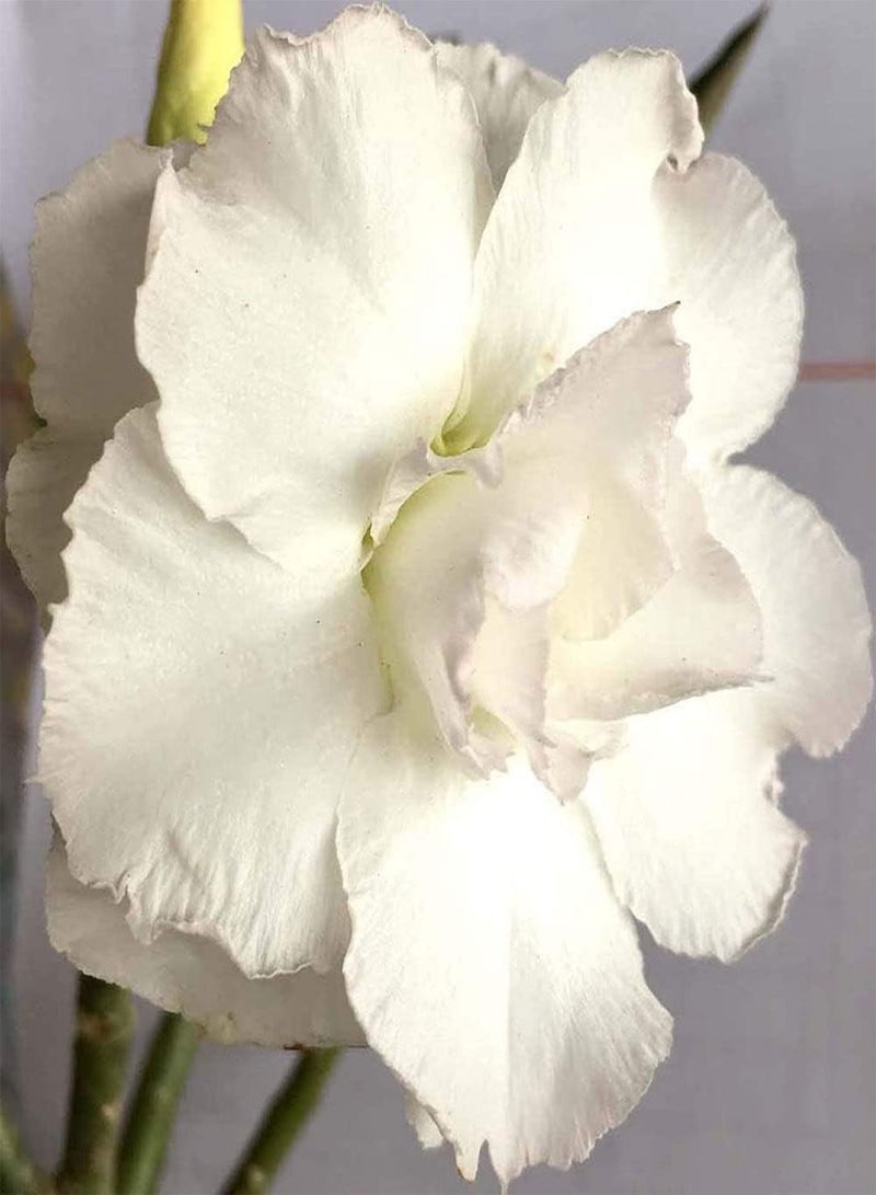 GGOOT 10Pcs Mixed Desert Rose Seeds Fragrant Petals Bright Eye-catching Exotic Rare Adenium Obesum Seeds for Garden Terrace Planting - Image 4