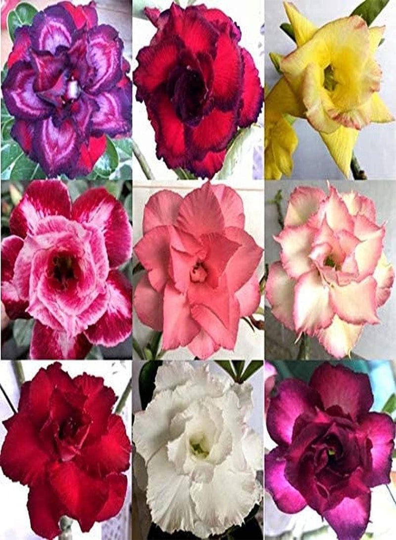 GGOOT 10Pcs Mixed Desert Rose Seeds Fragrant Petals Bright Eye-catching Exotic Rare Adenium Obesum Seeds for Garden Terrace Planting - Image 1