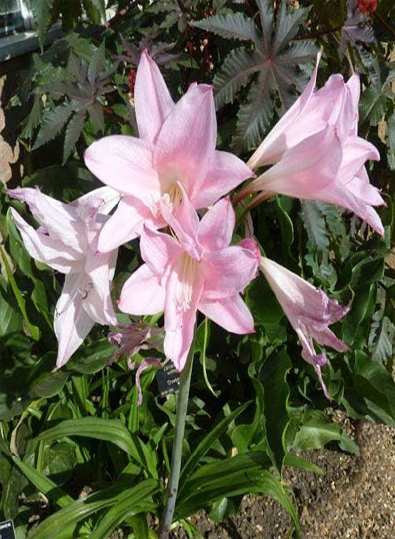 GGOOT seeds Fresh 100 pcs Amaryllis Flower Seeds for Planting Pale Pink