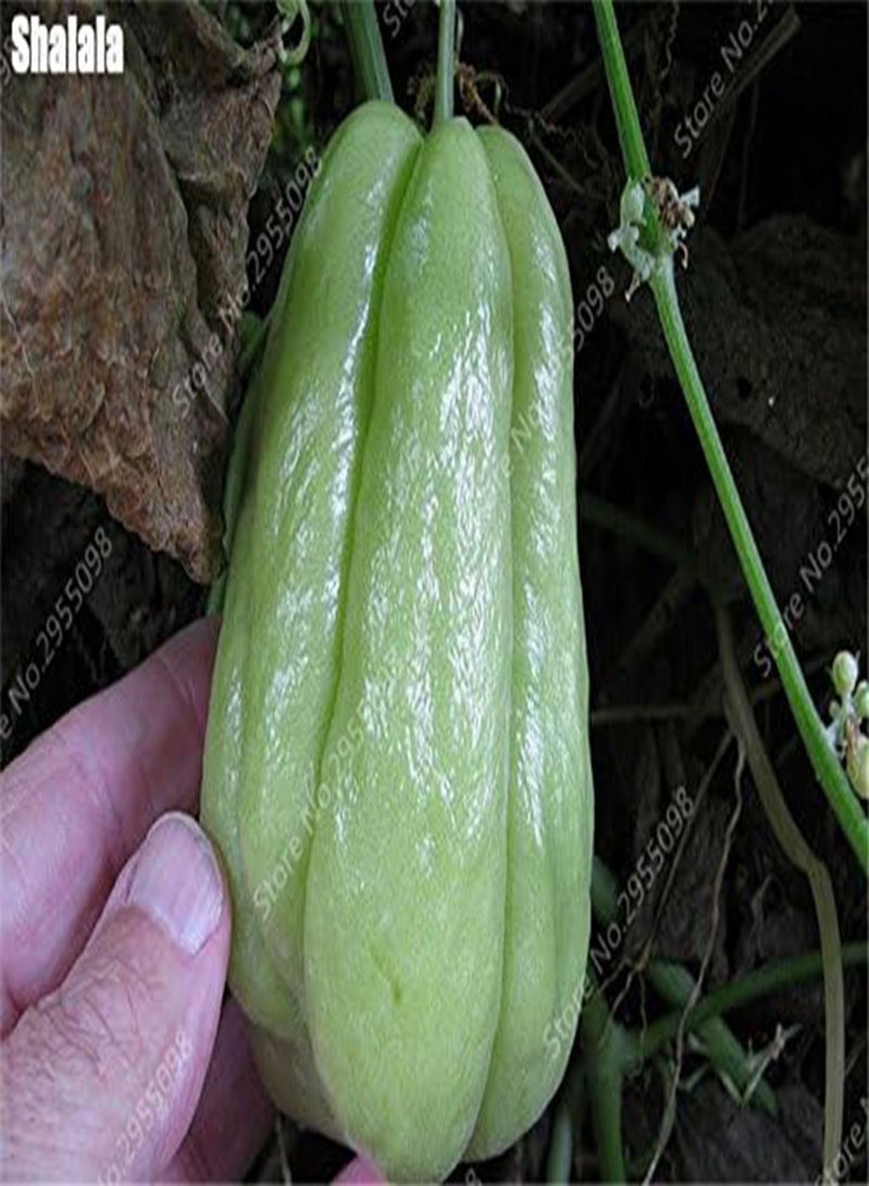 GGOOT Seeds 30 pcs/Bonsai Bag Bonsai semi Outdoor chayote Non Glum Succulent Pumpkin Fruit Vegetables Bonsai Seeds in Seeds for Flower vase Planner: Only Seeds - Image 3