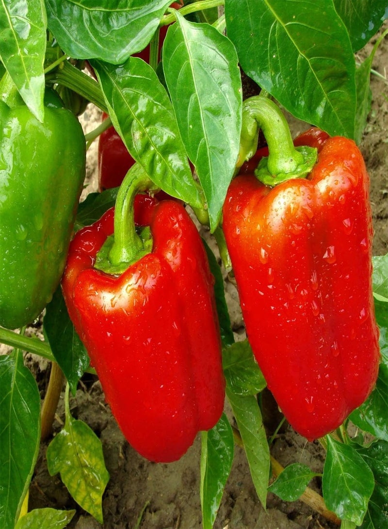 GGOOT seeds   Vegetable seeds, Sweet Pepper   Californian Wonder, V CAP 01, 50 seeds Minimum Per Packet. - Image 1