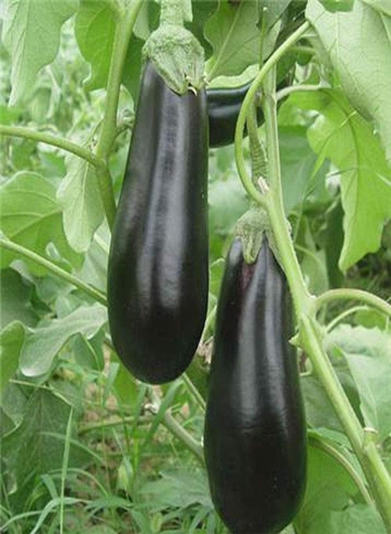 GGOOT 200pcs Eggplant seeds Climb Crop Suitable Patio Planting Fast Growing Don't Worry Too Much Reward Rest Assured Fresh Vegetables - Image 1