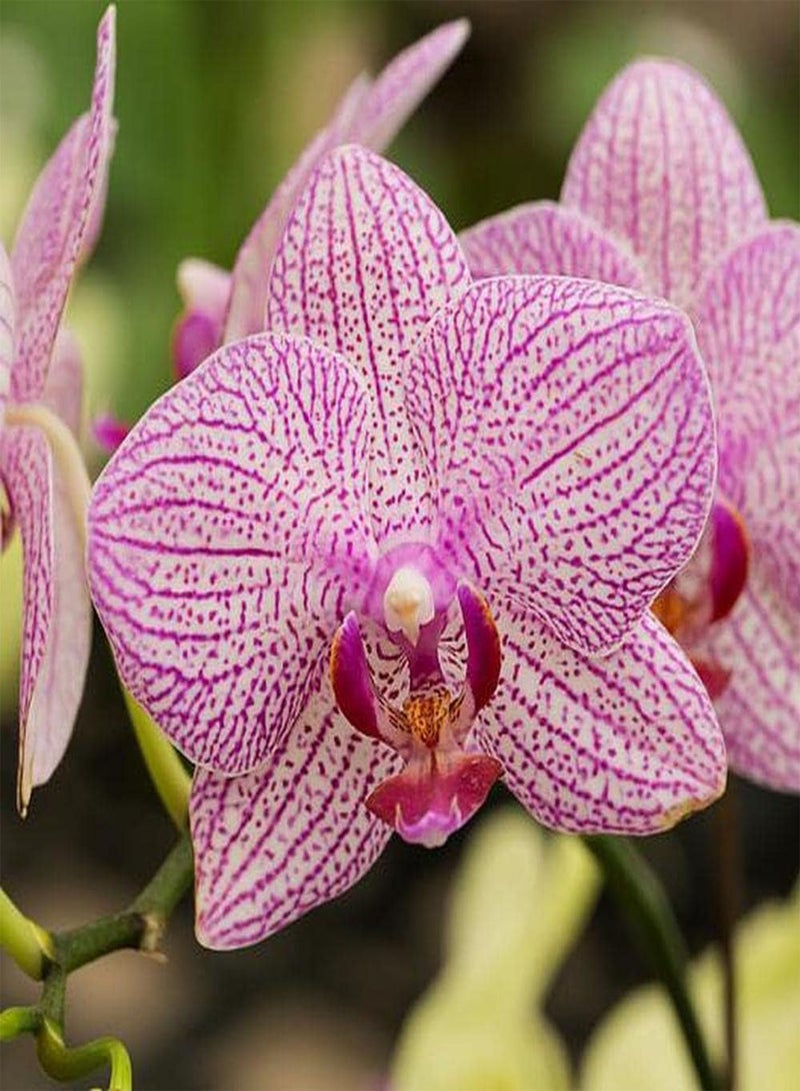 GGOOT 200Pcs Phalaenopsis Seeds Rich in Colors Unique in Flower Shape for Indoor and Outdoor Planting Beautiful Flowers Light Up Your Garden - Image 1
