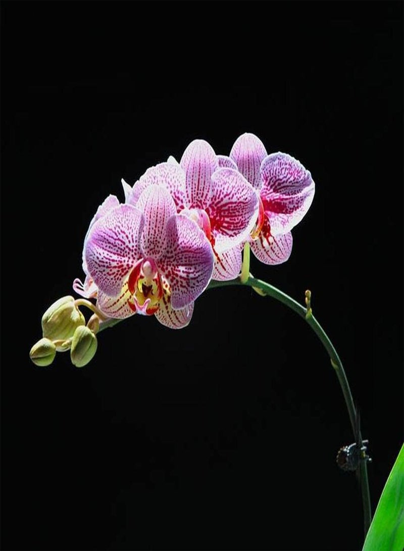 GGOOT 200Pcs Phalaenopsis Seeds Rich in Colors Unique in Flower Shape for Indoor and Outdoor Planting Beautiful Flowers Light Up Your Garden - Image 3