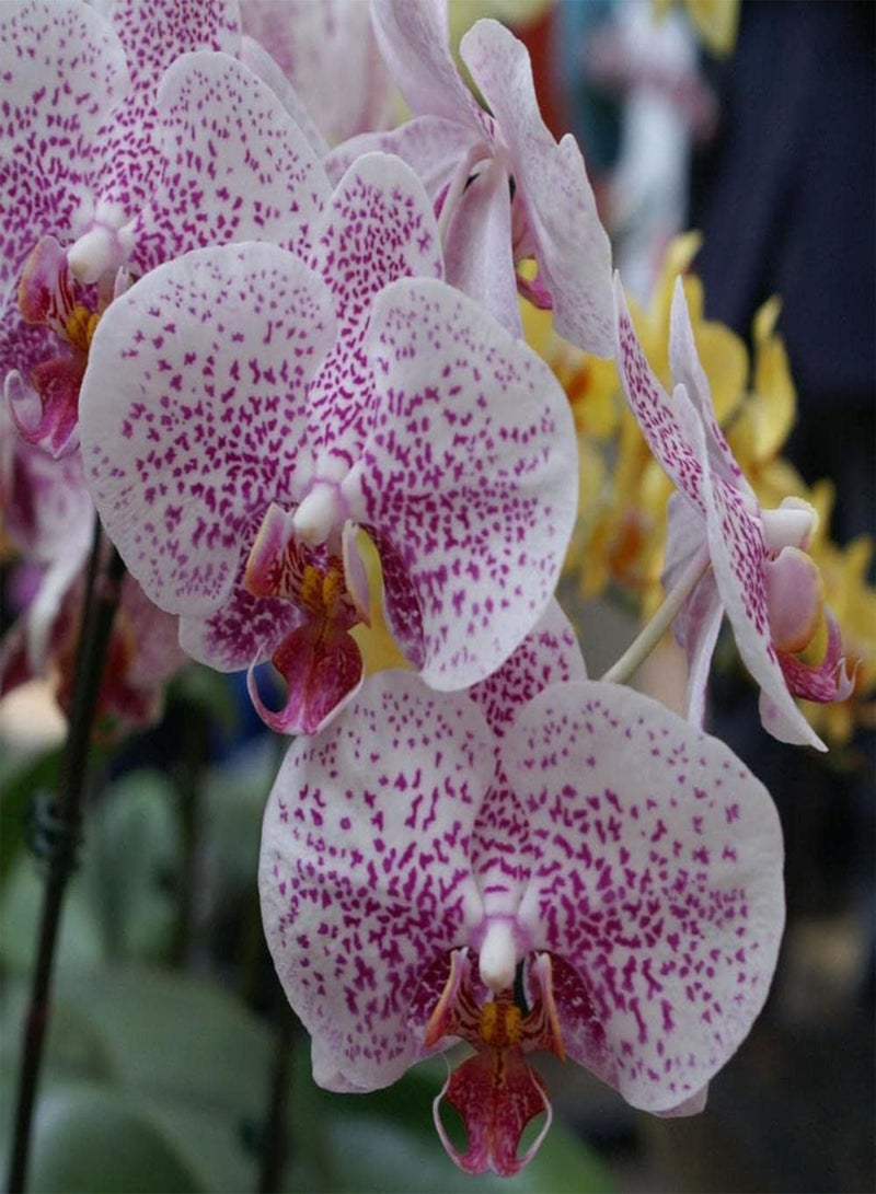 GGOOT 200Pcs Phalaenopsis Seeds Rich in Colors Unique in Flower Shape for Indoor and Outdoor Planting Beautiful Flowers Light Up Your Garden - Image 2