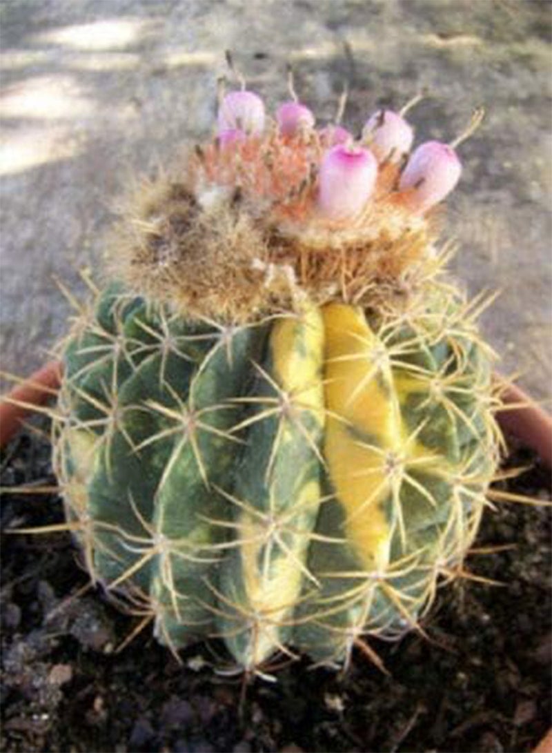 GGOOT Melocactus ruestii Variegated Exotic Cactus Collection Rare Seed Cacti 100 Seeds