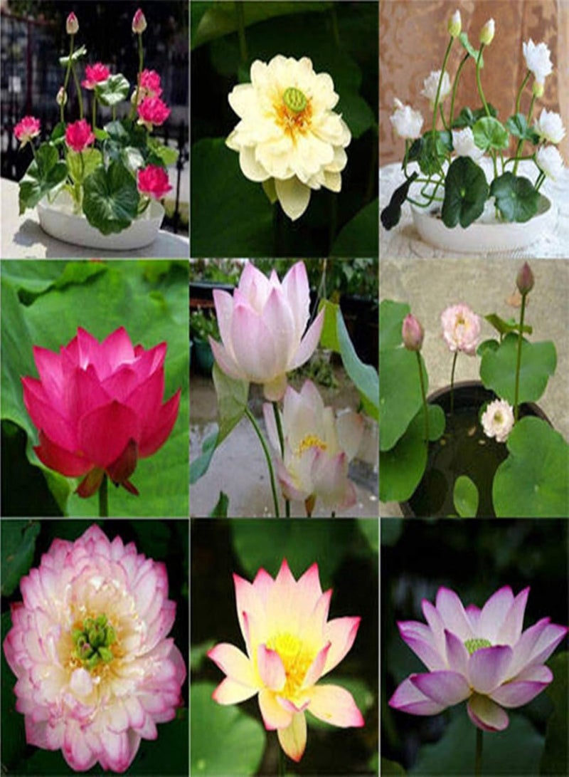 GGOOT 20Pcs Bowl Lotus Seeds Bonsai Plants Home Garden Hydroponic Aquatic Flower Decor - Multicolor Bowl Lotus Seeds - Flower Seeds Vegetable Seeds Fruit Seeds Garden Plant Seeds  - Image 4