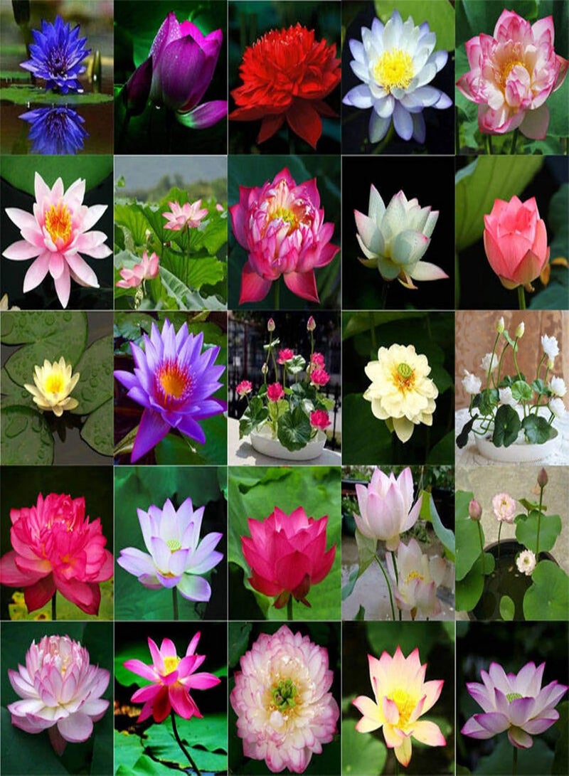 GGOOT 20Pcs Bowl Lotus Seeds Bonsai Plants Home Garden Hydroponic Aquatic Flower Decor - Multicolor Bowl Lotus Seeds - Flower Seeds Vegetable Seeds Fruit Seeds Garden Plant Seeds  - Image 1