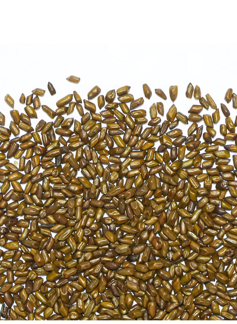 تيلاند شاي كاسيا تورا العضوي الخالي من الغلوتين والنباتي الطبيعي مع فوائد هضمية ومضادات أكسدة، عبوة قابلة للتحلل خالية من البلاستيك، 100 جرام - Image 3