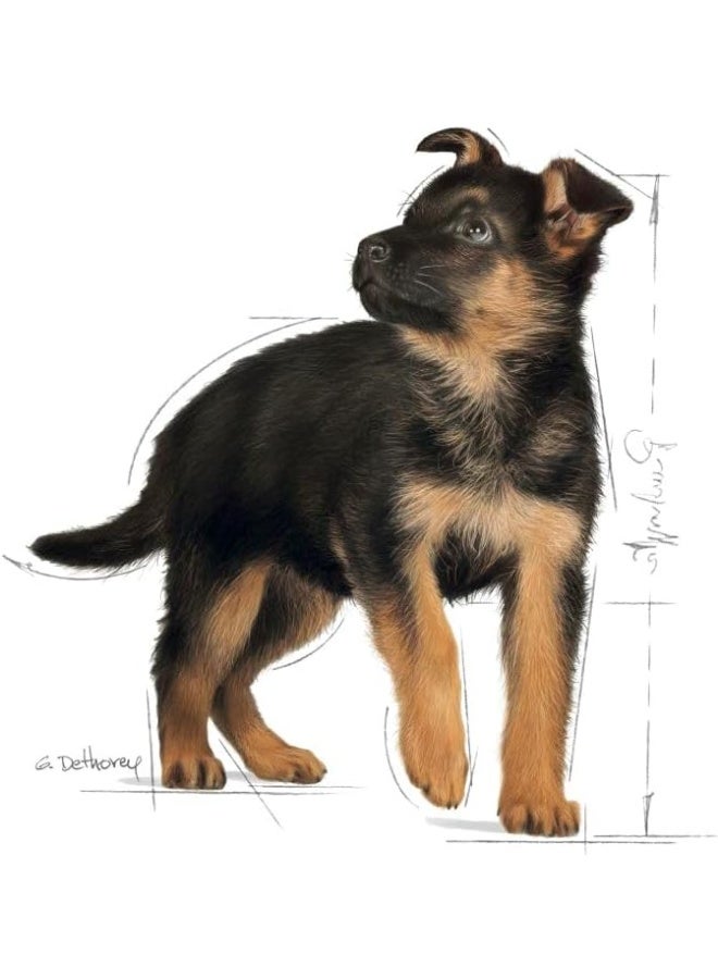 Royal Canin Maxi Puppy dry dog food 4kg - Image 5