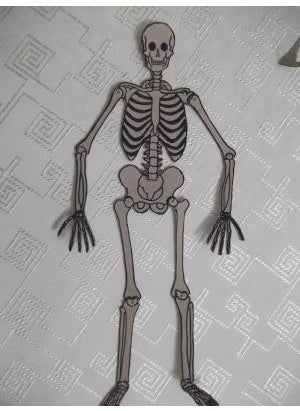 Cardboard Skeleton System