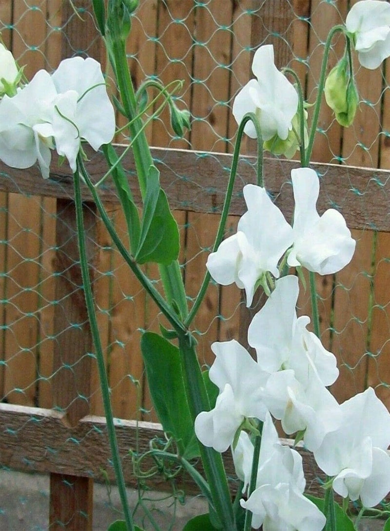 GGOOT White Royal Family Sweet Pea - Lathyrus Odoratus 'Royal Family' Flower Seeds, Home Garden Planting by Heavy Torch, 15 Seeds