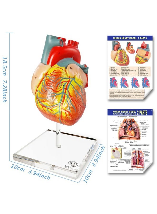 EVOTECH SCIENTIFIC Human Heart Model For Anatomy, Life Size Medical Heart Model, 2-Part, Hand-Painted, PVC Material, Wall Mount, Bedroom & Living Room - Image 2