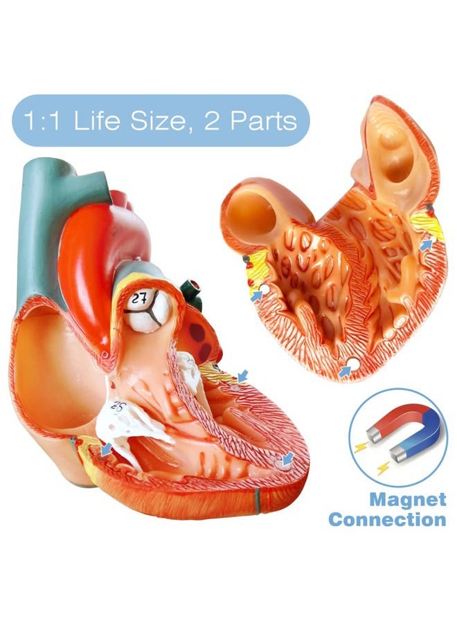 EVOTECH SCIENTIFIC Human Heart Model For Anatomy, Life Size Medical Heart Model, 2-Part, Hand-Painted, PVC Material, Wall Mount, Bedroom & Living Room - Image 3