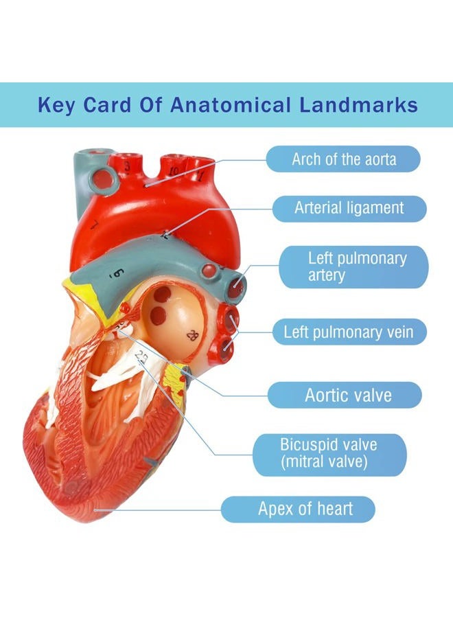 EVOTECH SCIENTIFIC Human Heart Model For Anatomy, Life Size Medical Heart Model, 2-Part, Hand-Painted, PVC Material, Wall Mount, Bedroom & Living Room - Image 5