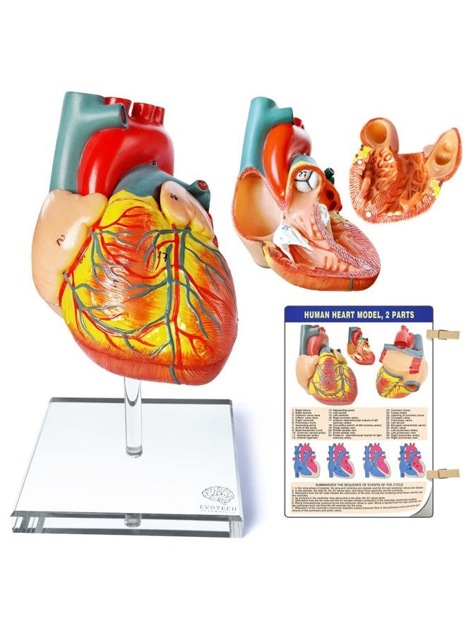 EVOTECH SCIENTIFIC Human Heart Model For Anatomy, Life Size Medical Heart Model, 2-Part, Hand-Painted, PVC Material, Wall Mount, Bedroom & Living Room - Image 1