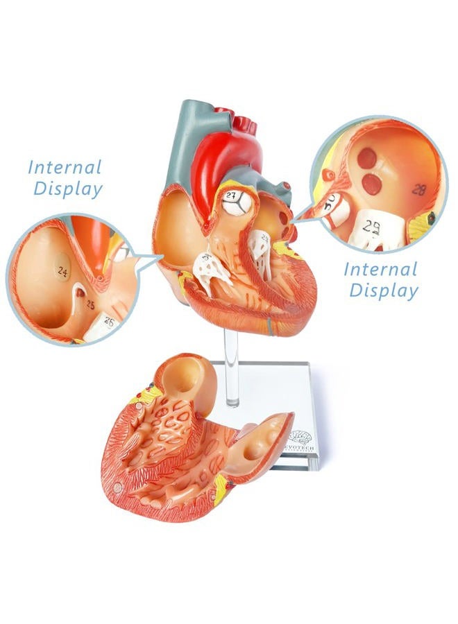 EVOTECH SCIENTIFIC Human Heart Model For Anatomy, Life Size Medical Heart Model, 2-Part, Hand-Painted, PVC Material, Wall Mount, Bedroom & Living Room - Image 4