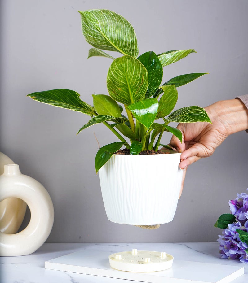 Nurturing Green® Set of 4 Self Watering Pots for Home, Decor & Garden | Flower Pots, Planters for Indoor Plants | Plastic Pots for Living Room (Color: Assorted, Size:14cm x 12.5cm Each) - Image 5