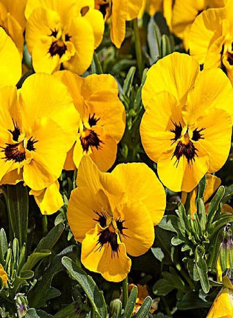 GGOOT 100pcs Pansy Seeds Variety of Colors Exudes Charming Fragrance Attract Bees and Butterflies Deeply Loved by People and Home Gardener - Image 2