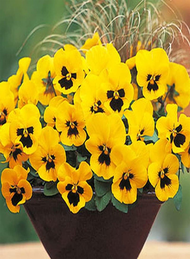 GGOOT 100pcs Pansy Seeds Variety of Colors Exudes Charming Fragrance Attract Bees and Butterflies Deeply Loved by People and Home Gardener - Image 1